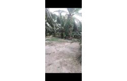 Banting, Selangor 42700