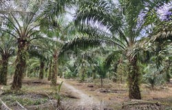 Pontian, Johor 82100