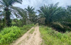 Mukim Ulu Benut, Kluang, Kluang, Johor 82200