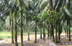 Taiping, Perak 0