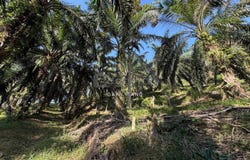 sungai siput, Kuala Kangsar, Perak 31100