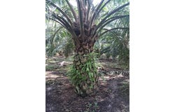 Banting, Selangor 42700