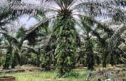 Ulu Tiram, Johor