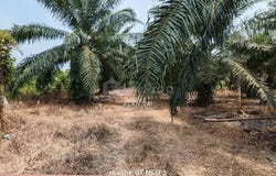 Sungai Pelek, Sepang, Selangor 43950