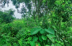 Taiping, Perak