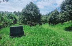 Batang Kali, Selangor 44300