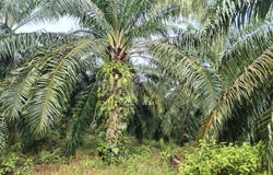 Triang, Pahang 28380