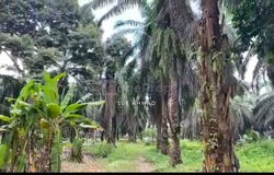 Tawau, Sabah 0