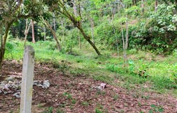 Batang Padang, Slim River, Perak 35000