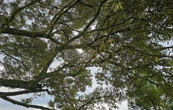 Hulu Langat, Selangor 43100