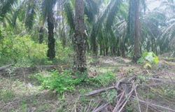 Sega, Pahang