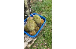 Karak Bentong, Karak, Pahang 28600