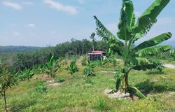 Sega, Pahang