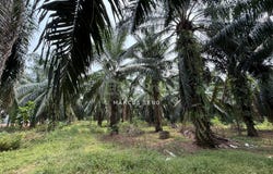 Kuala Kangsar, Perak 31100