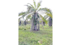Kuala Selangor, Selangor 45700