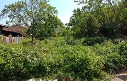 Jalan Pasir Pinji 11, Ipoh, Perak 31650