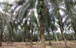 Banting, Selangor 42700