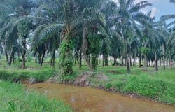 Kuala Selangor, Selangor 45600