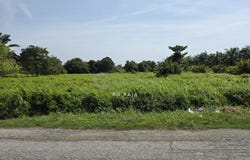 Kuala Selangor, Selangor 45700