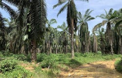 Muar, Johor 84200