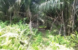 Telok Panglima Garang, Selangor 42500