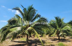 Batu Pahat, Johor 83200