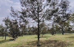 Ulu Tiram, Johor 81800