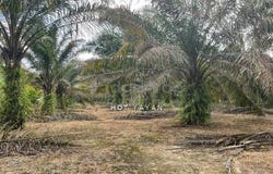 Sepang, Selangor 43900