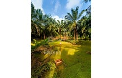 Kuala Langat, Selangor 42500