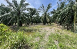 Kuala Selangor, Selangor 45700