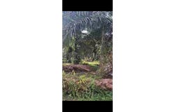 Banting, Selangor 42700