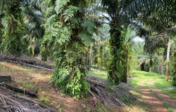 Kulai, Johor 81000