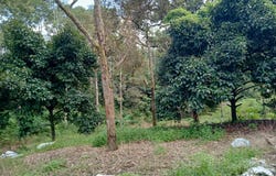 Karak, Pahang 28600