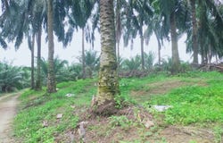 Beruas, Perak 32700