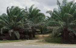 Off Jalan Besar, Kulai, Johor 81000