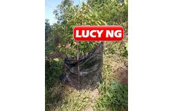 Hulu Perak, Perak 33100