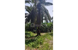 Banting, Selangor 42700