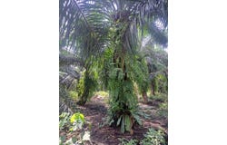 Jenjarom, Selangor 42600
