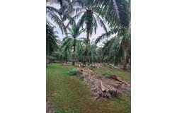 Banting, Selangor 42700