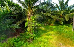 Sabak Bernam, Selangor 45300