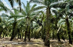 Pontian, Johor 82000