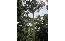 P, Kuala Kangsar, Perak 33000