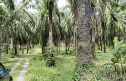 A, Kuala Kangsar, Perak 31100