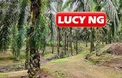 Larut Matang, Perak 34100