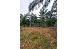Banting, Selangor 42700