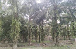 jalan sungkai, Sungkai, Perak 35600