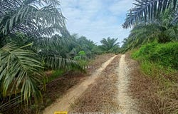 Sungkai, Perak