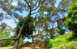 Jalan Sungai Ara, Bayan Lepas, Penang 11900