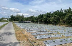 Tasek Gelugor, Penang