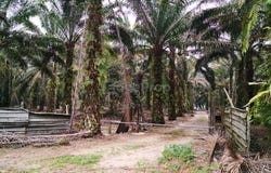 Jalan Utama , Pontian, Johor 81500